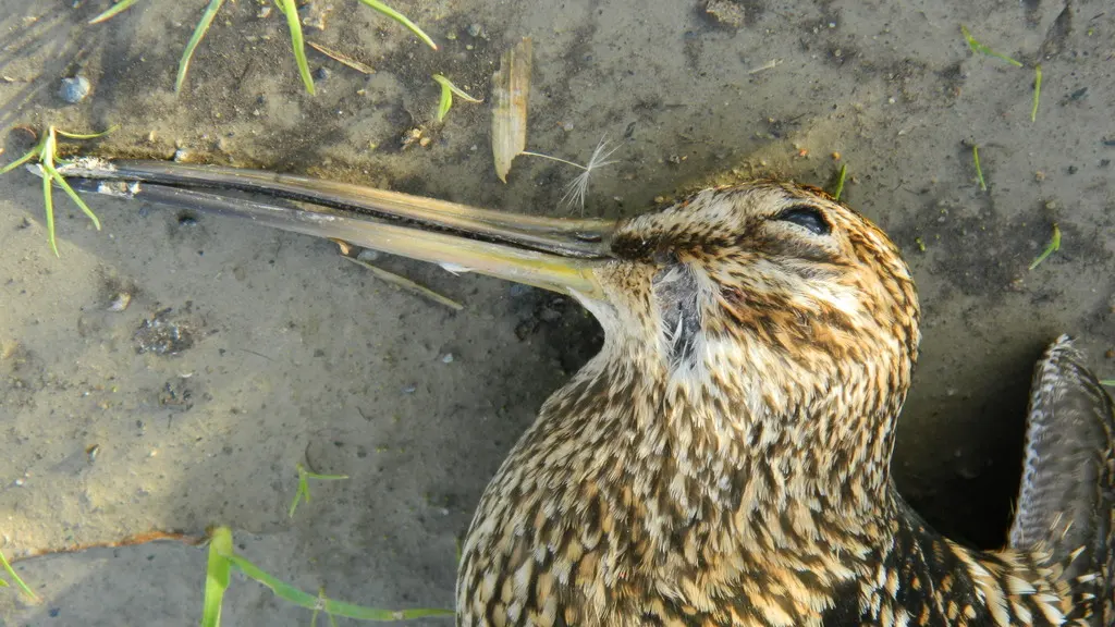 麦哲伦沙锥(Gallinago magellanica)