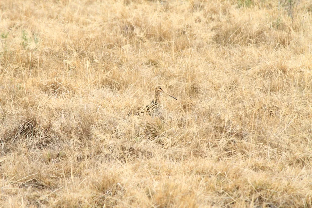 麦哲伦沙锥(Gallinago magellanica)
