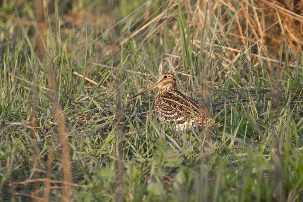 斑腹沙锥(Gallinago media)