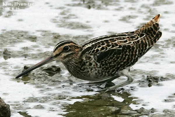 大沙锥(Gallinago megala)