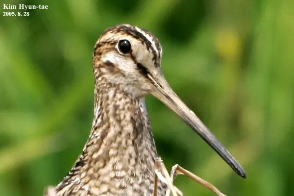 大沙锥(Gallinago megala)