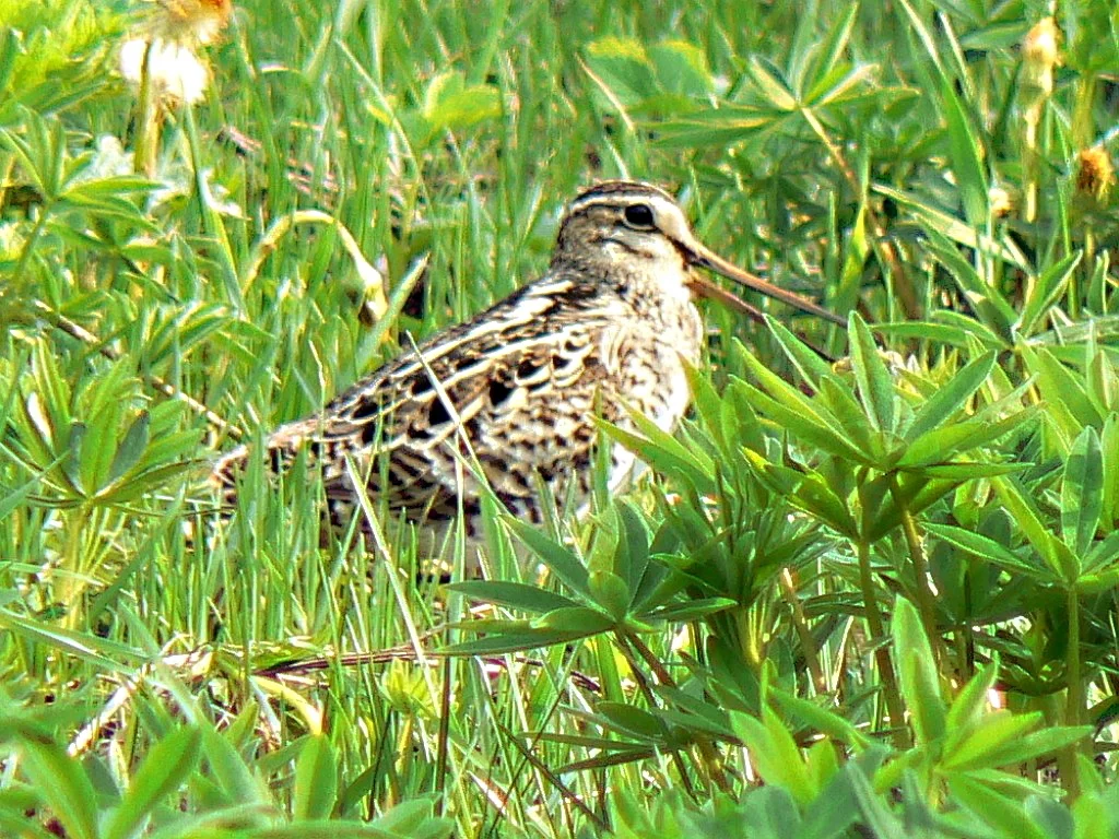 大沙锥(Gallinago megala)