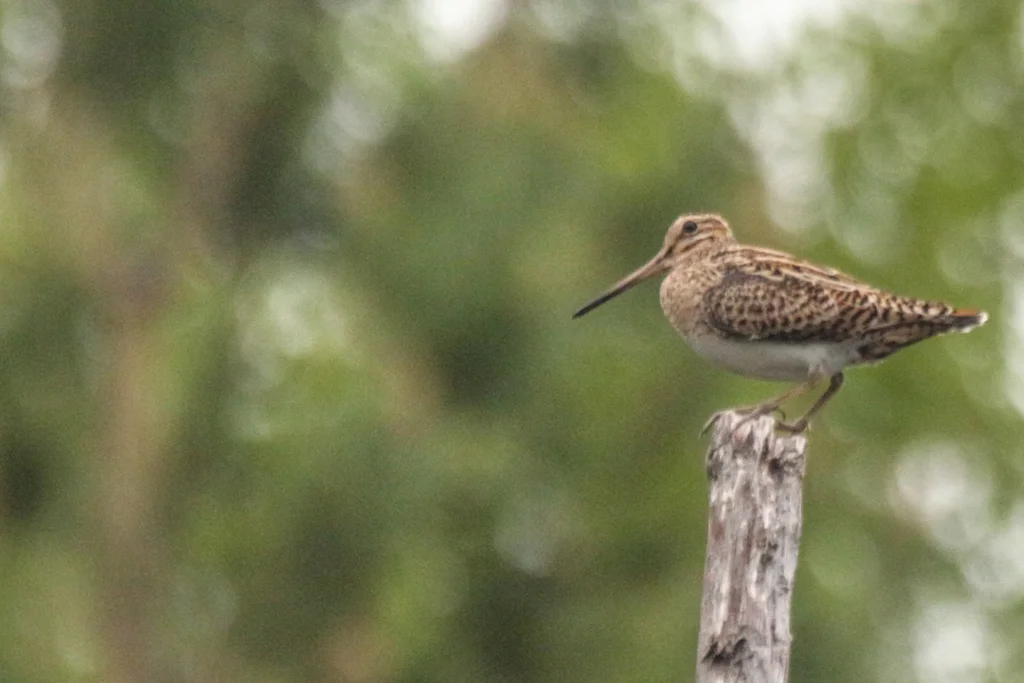 大沙锥(Gallinago megala)