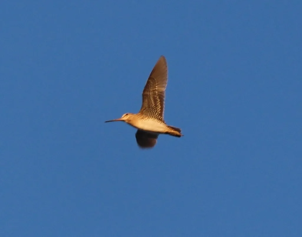 大沙锥(Gallinago megala)