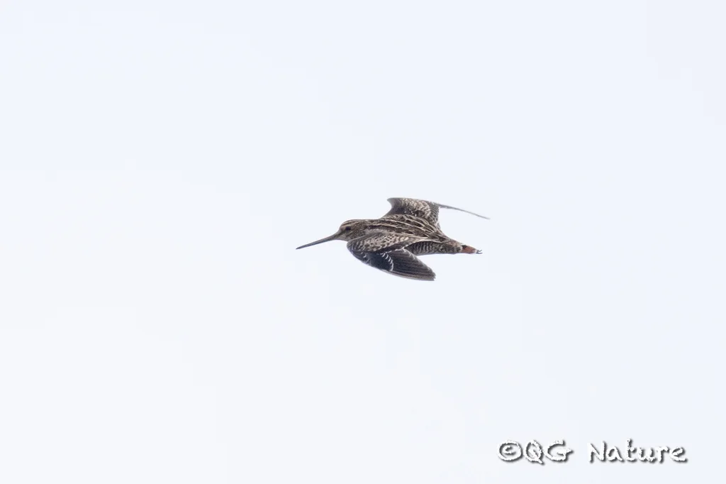 大沙锥(Gallinago megala)