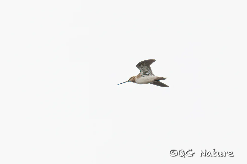 大沙锥(Gallinago megala)
