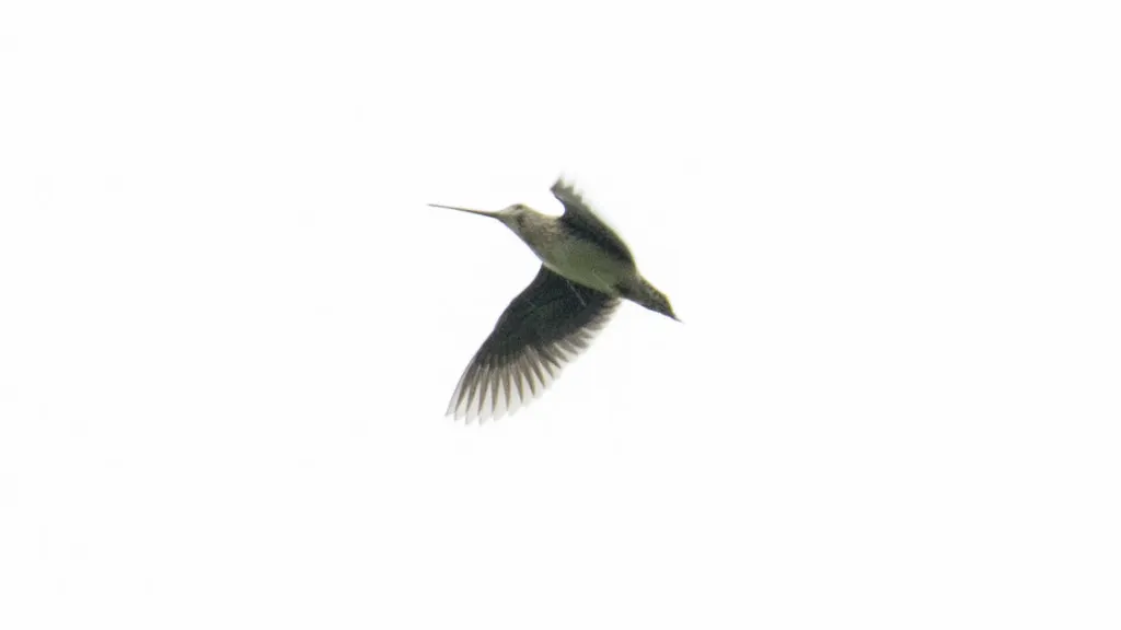 长嘴沙锥(Gallinago nobilis)