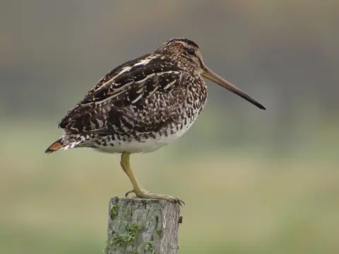 南美沙锥