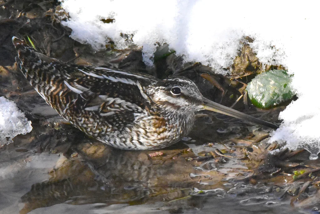 孤沙锥(Gallinago solitaria)
