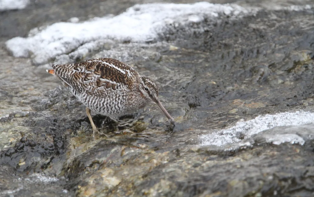孤沙锥(Gallinago solitaria)