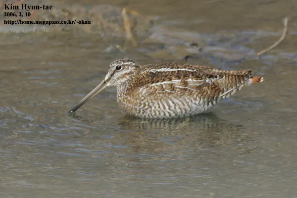 孤沙锥(Gallinago solitaria)