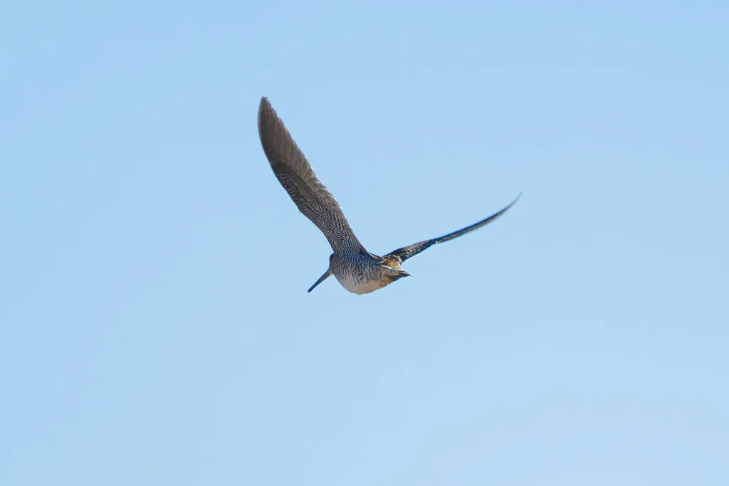 孤沙锥(Gallinago solitaria)
