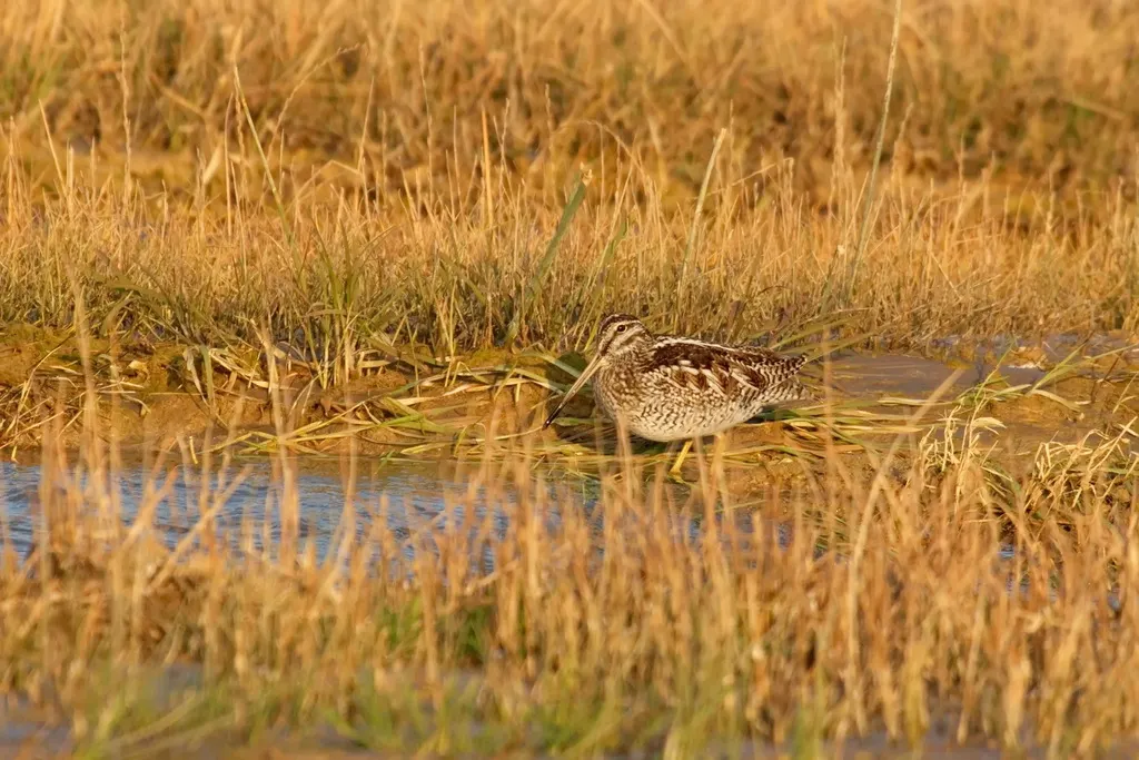 孤沙锥(Gallinago solitaria)