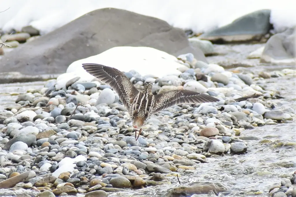 孤沙锥(Gallinago solitaria)