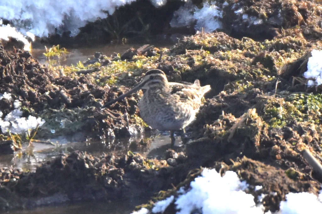 孤沙锥(Gallinago solitaria)