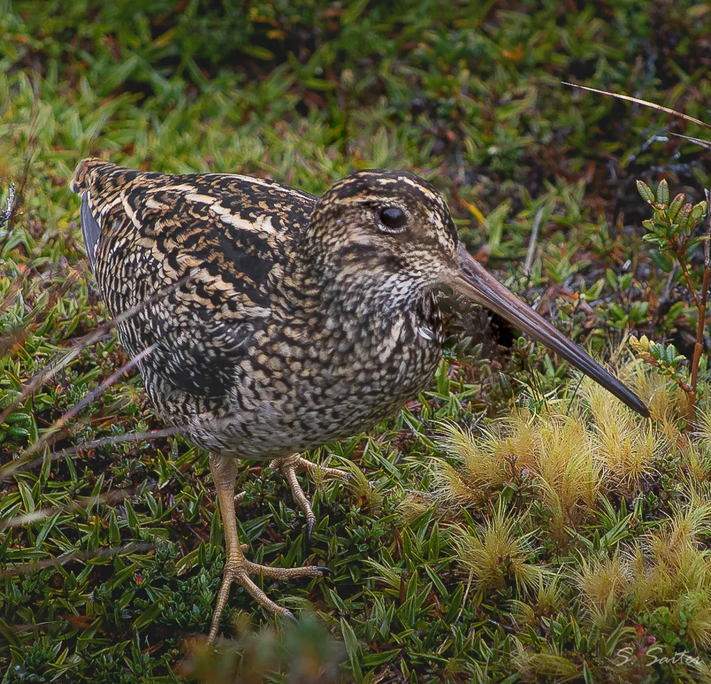 火地岛沙锥(Gallinago stricklandii)