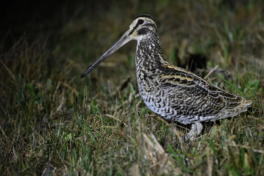 巨沙锥(Gallinago undulata)
