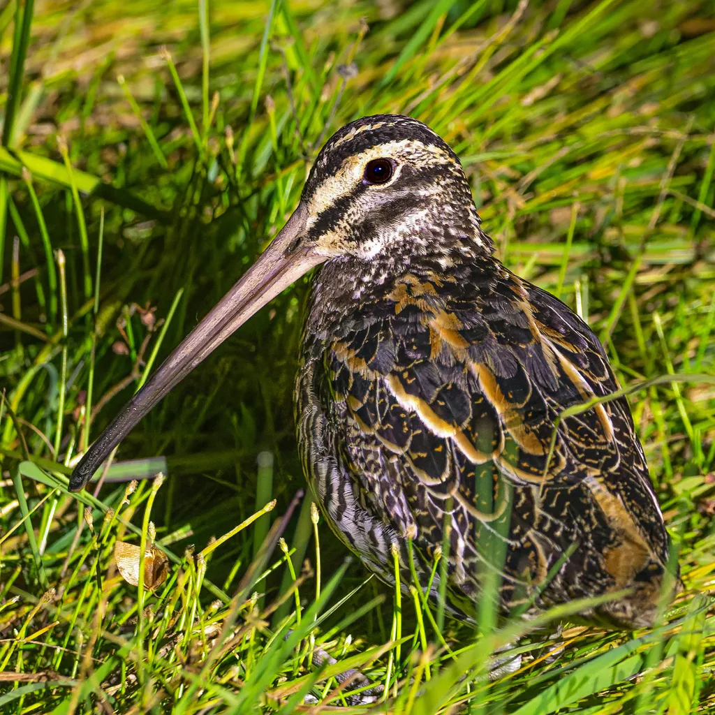 巨沙锥(Gallinago undulata)