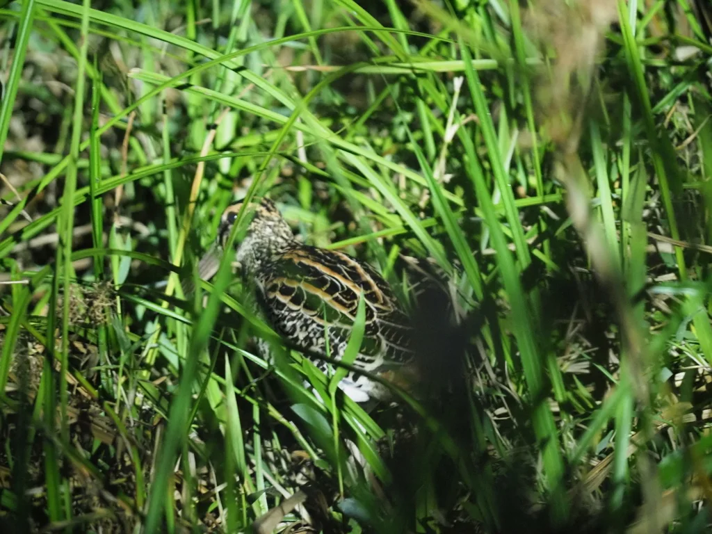 巨沙锥(Gallinago undulata)
