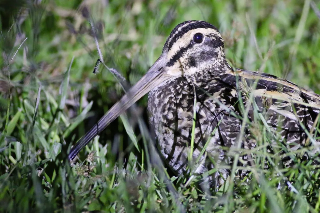 巨沙锥(Gallinago undulata)
