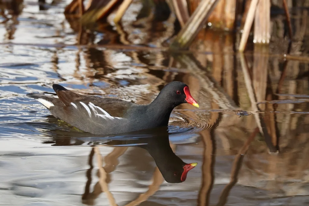 黑水鸡（Gallinula chloropus）