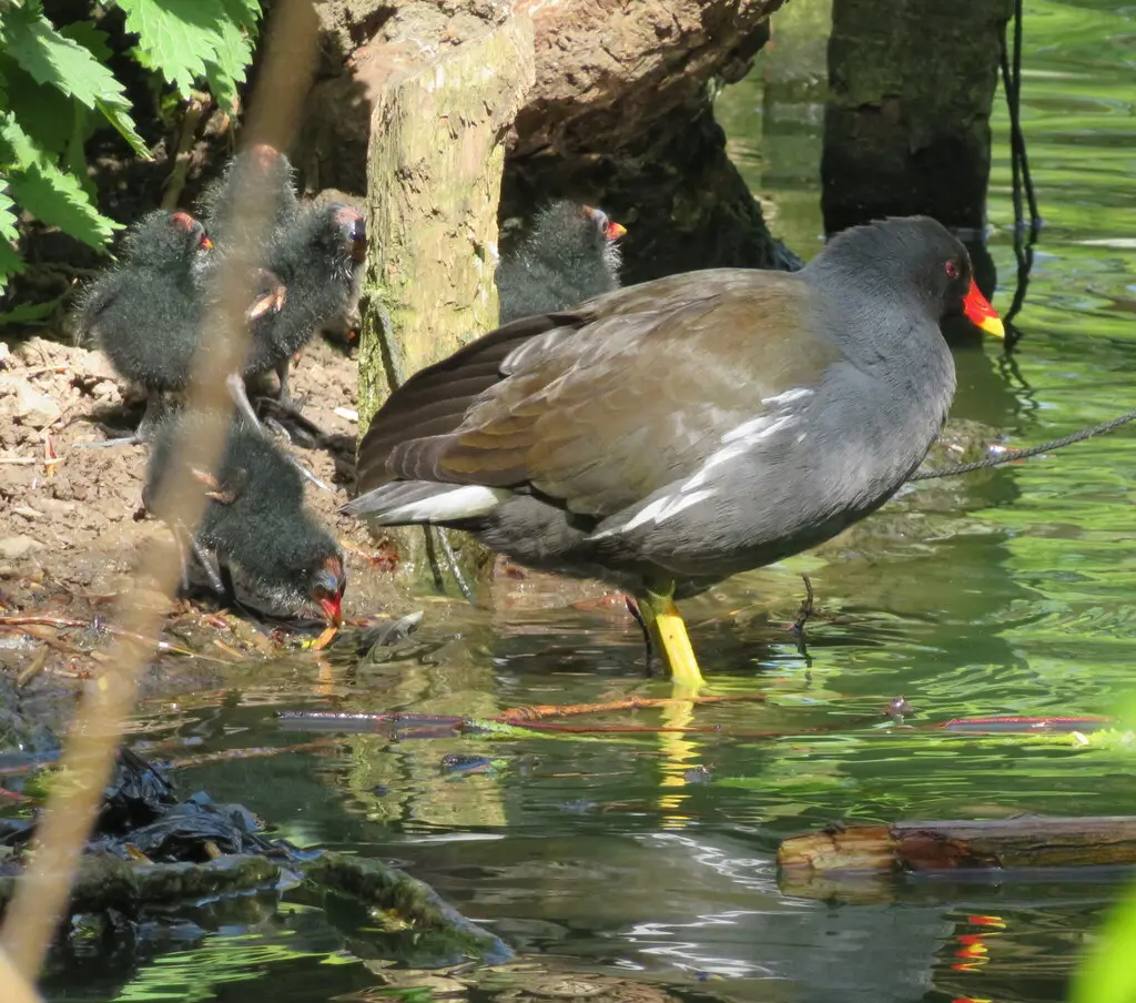 黑水鸡（Gallinula chloropus）