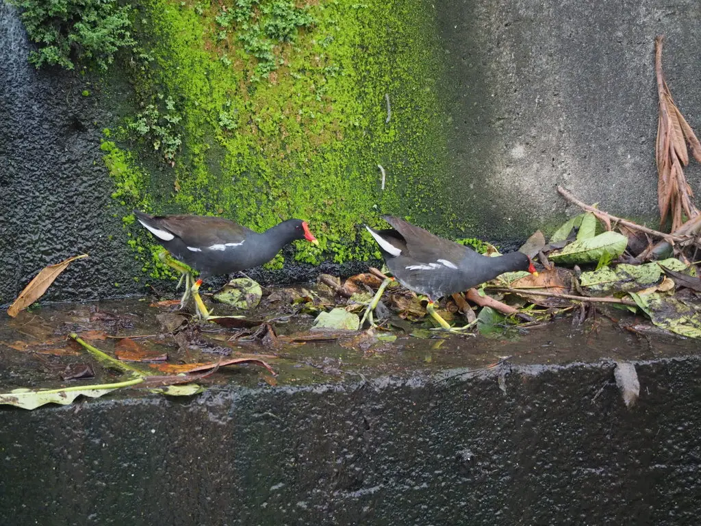 黑水鸡(Gallinula chloropus)