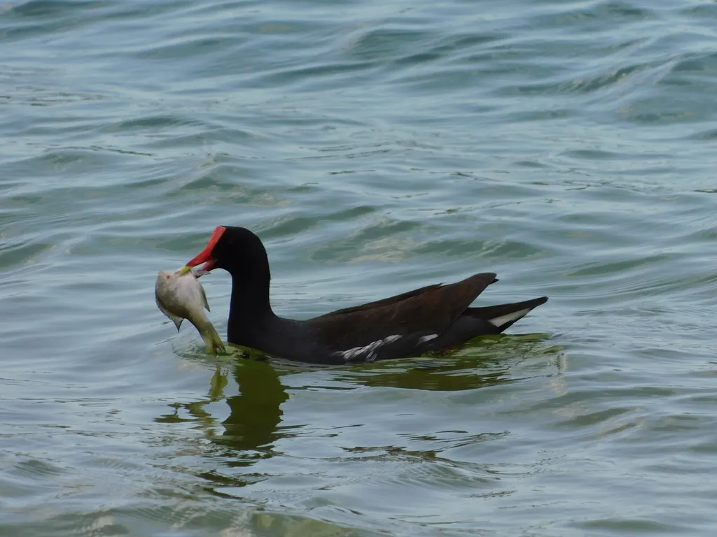 美洲黑水鸡(Gallinula galeata)