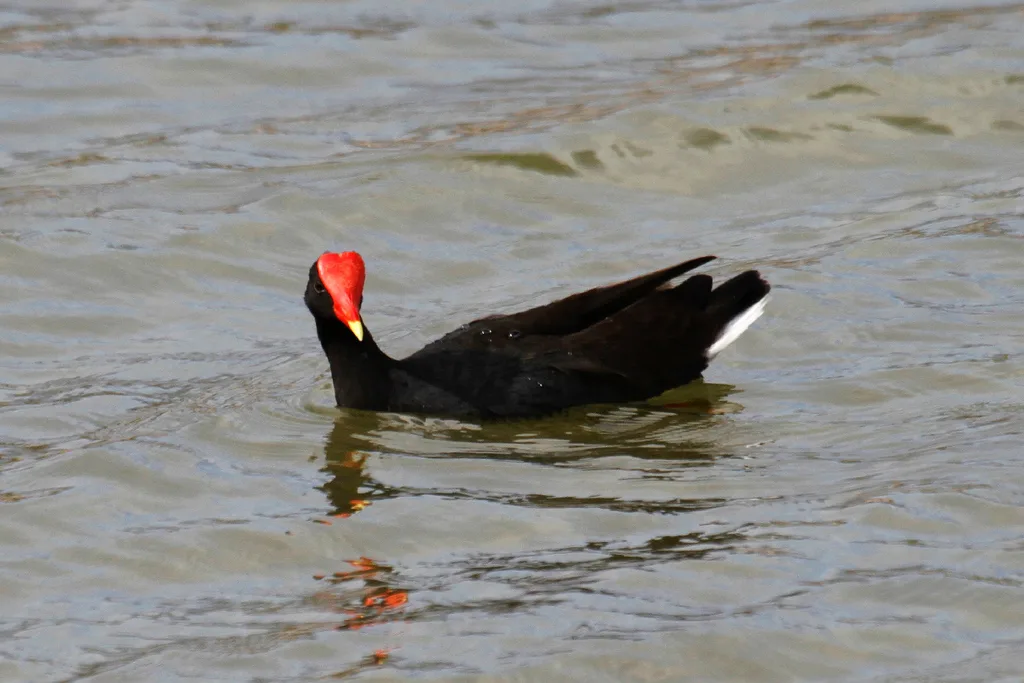 美洲黑水鸡(Gallinula galeata)
