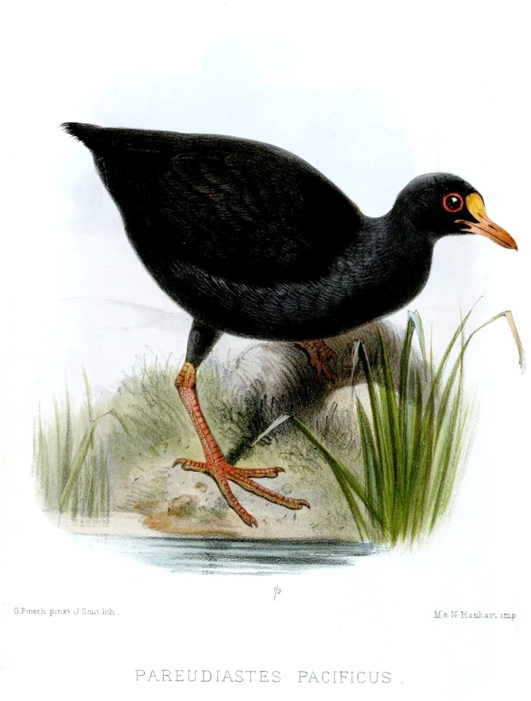 萨摩亚水鸡(Gallinula pacifica)