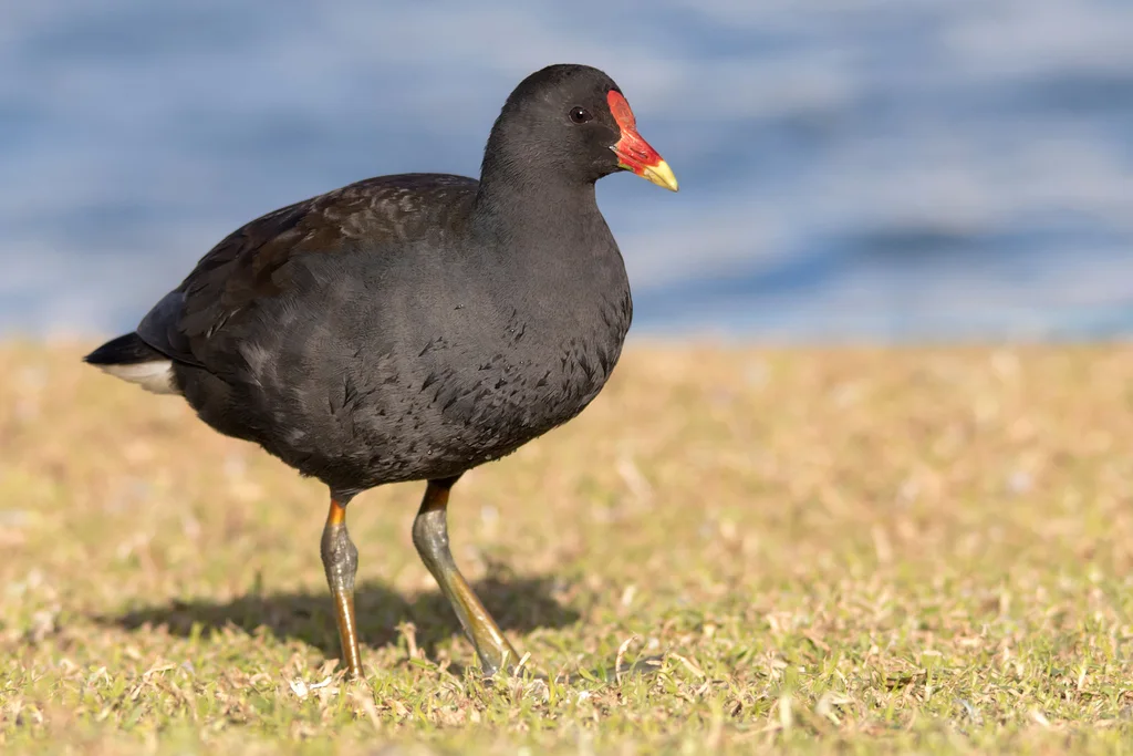 暗色水鸡(Gallinula tenebrosa)
