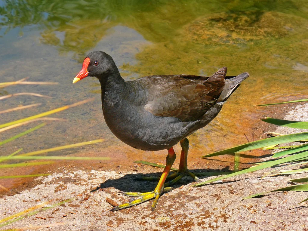 暗色水鸡(Gallinula tenebrosa)