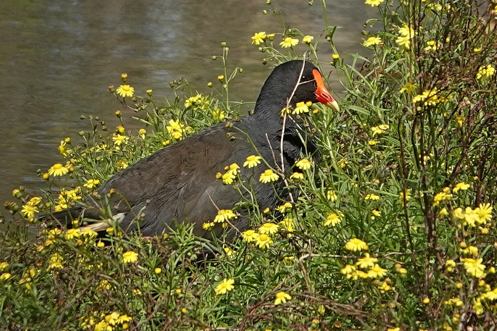 暗色水鸡(Gallinula tenebrosa)