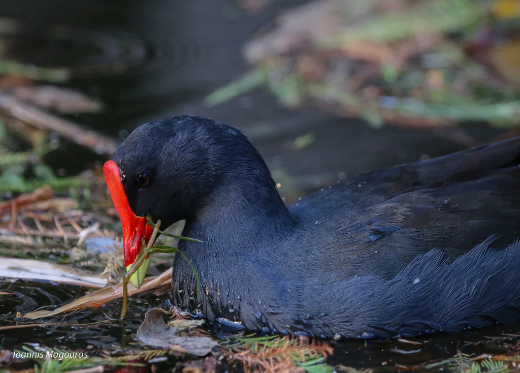暗色水鸡(Gallinula tenebrosa)