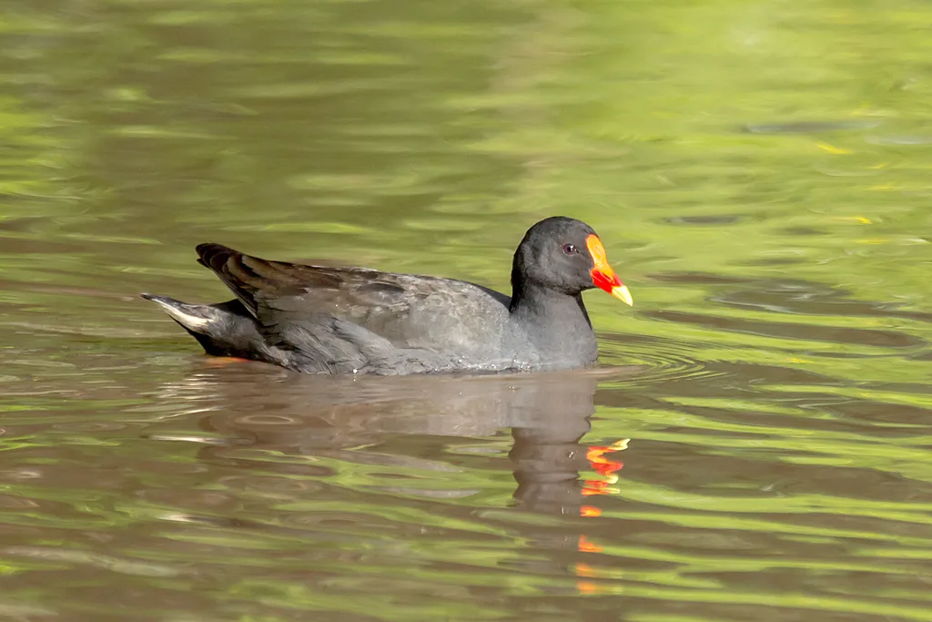 暗色水鸡(Gallinula tenebrosa)
