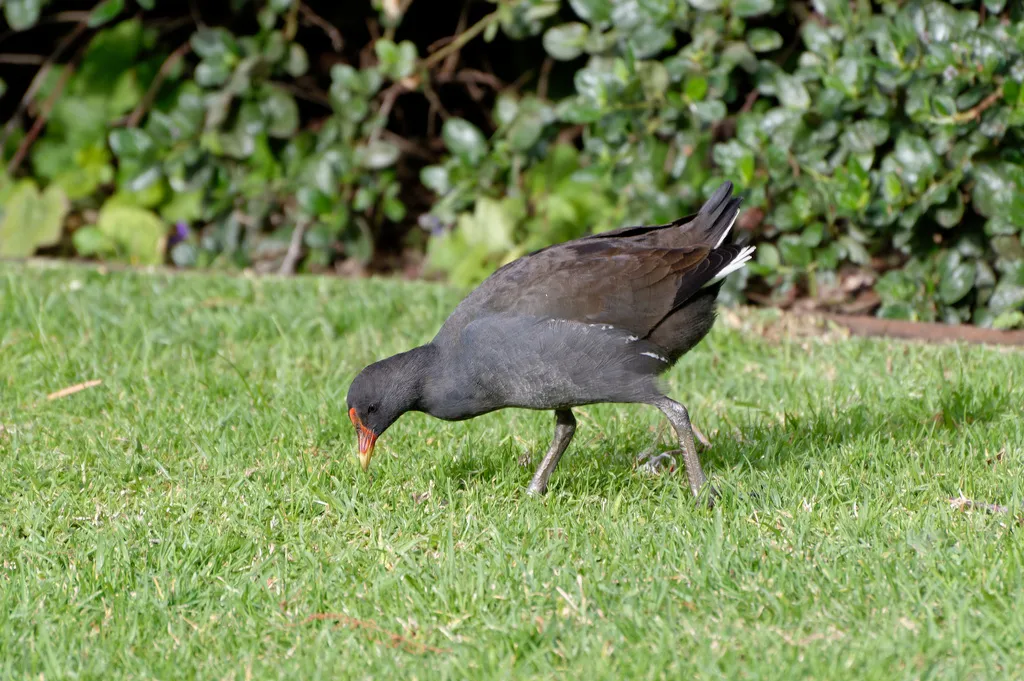 暗色水鸡(Gallinula tenebrosa)