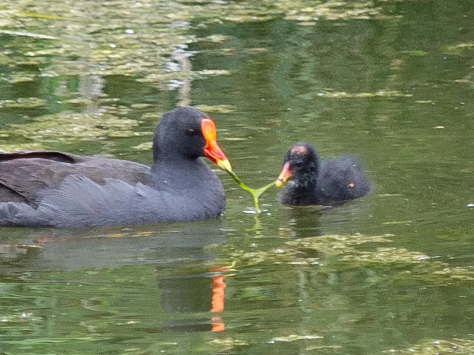 暗色水鸡(Gallinula tenebrosa)