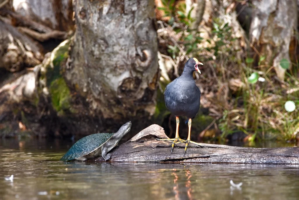 暗色水鸡(Gallinula tenebrosa)