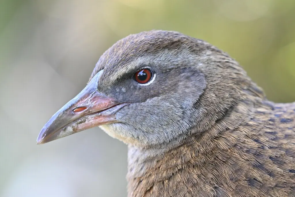 新西兰秧鸡(Gallirallus australis)