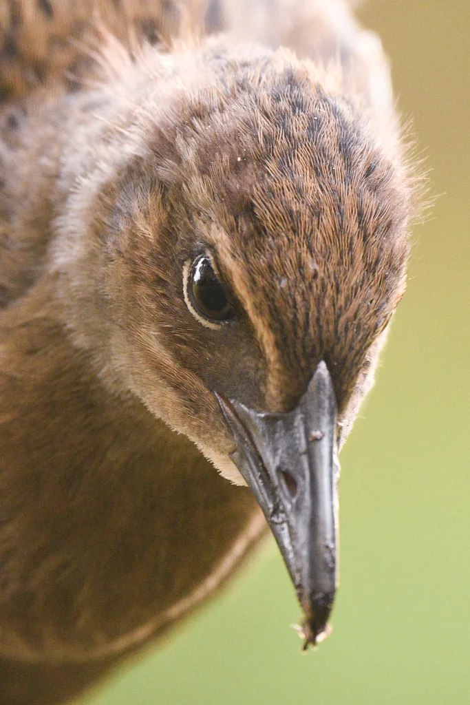 新西兰秧鸡(Gallirallus australis)