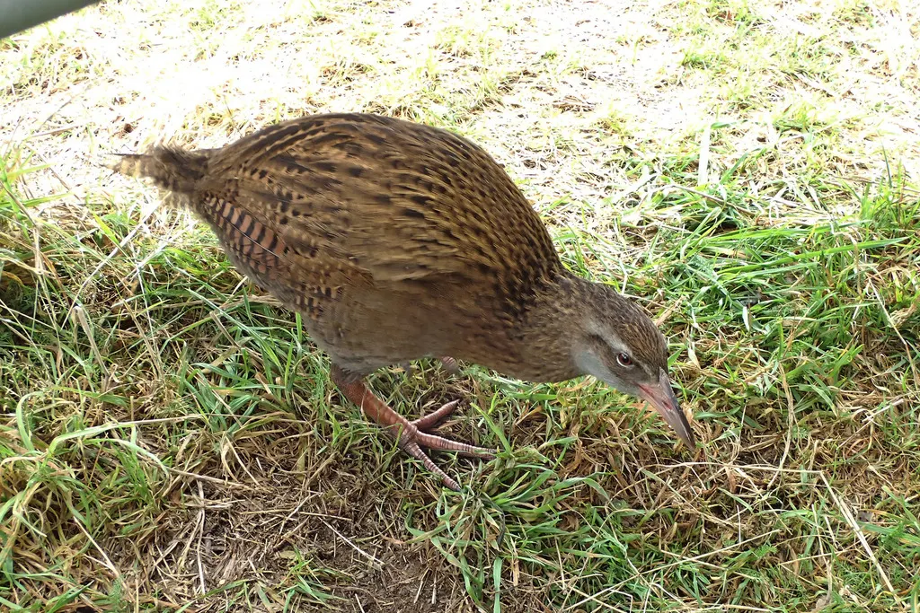 新西兰秧鸡(Gallirallus australis)