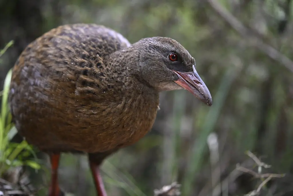 新西兰秧鸡(Gallirallus australis)