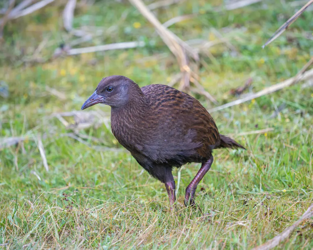 新西兰秧鸡(Gallirallus australis)