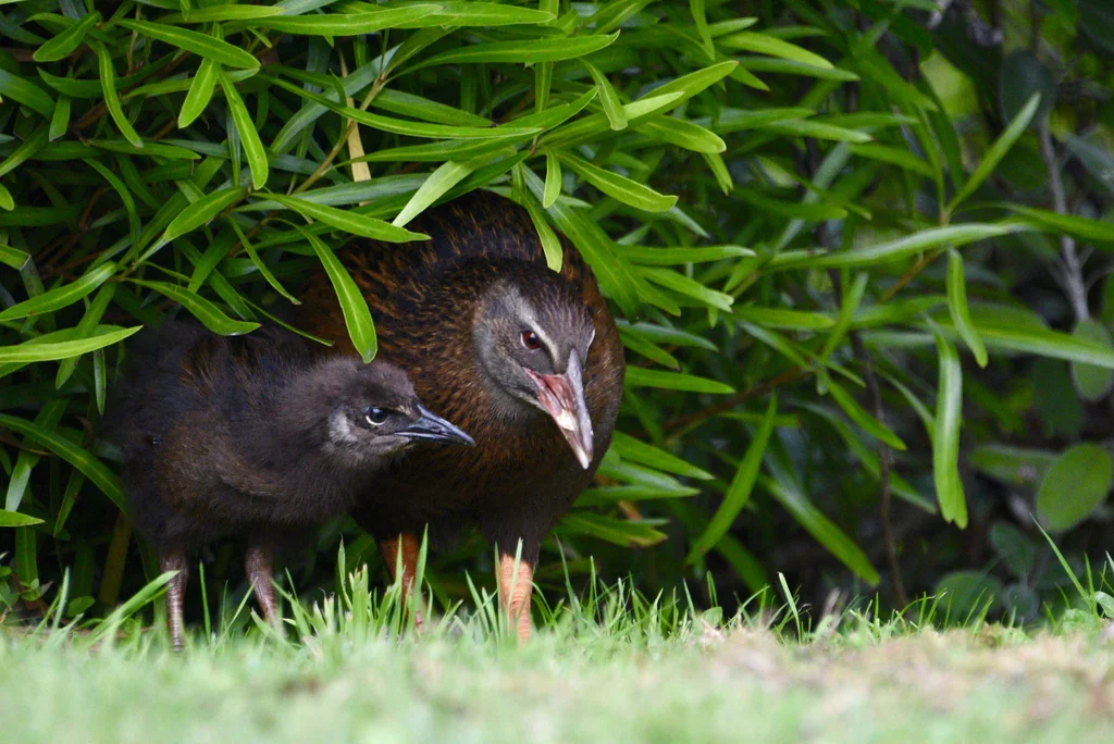 新西兰秧鸡(Gallirallus australis)