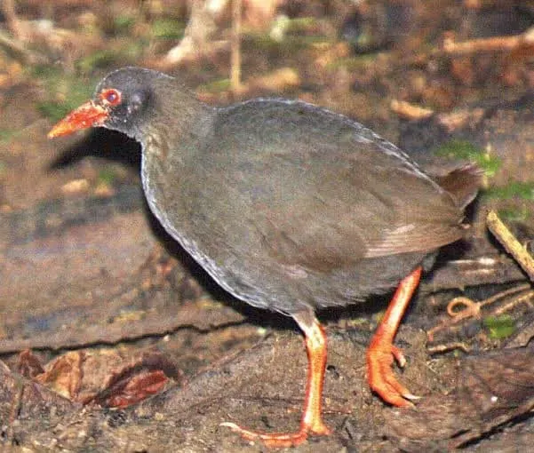 卡岛秧鸡(Gallirallus calayanensis)