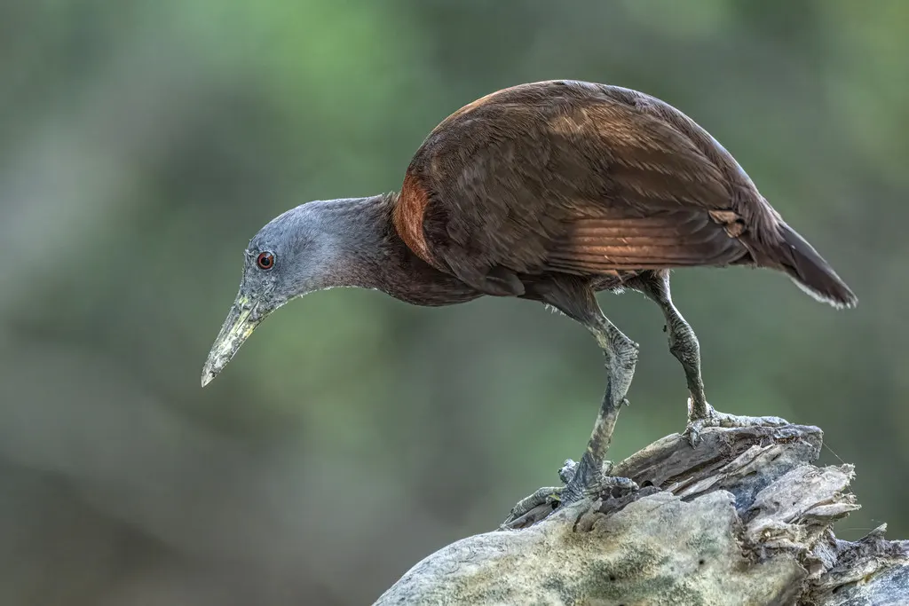 栗腹秧鸡(Gallirallus castaneoventris)