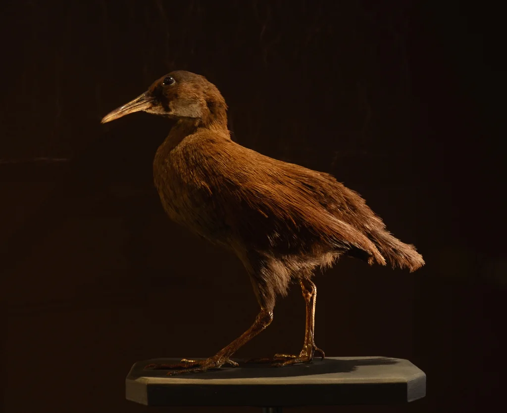 新喀秧鸡(Gallirallus lafresnayanus)