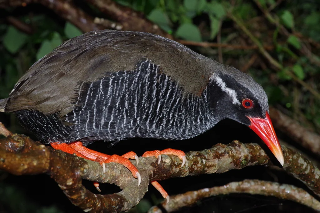 冲绳秧鸡（Gallirallus okinawae）