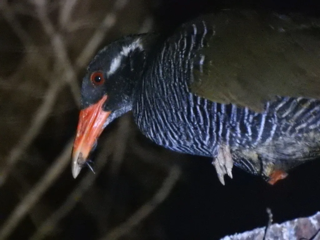 冲绳秧鸡（Gallirallus okinawae）