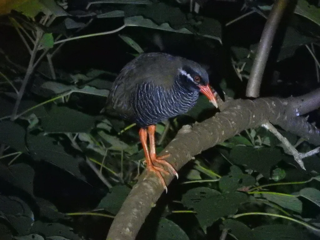 冲绳秧鸡（Gallirallus okinawae）
